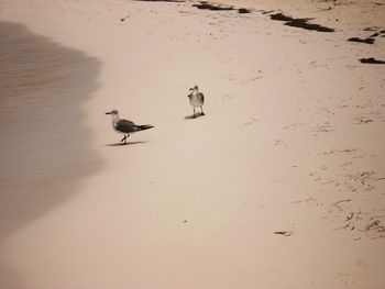 Birds in flight