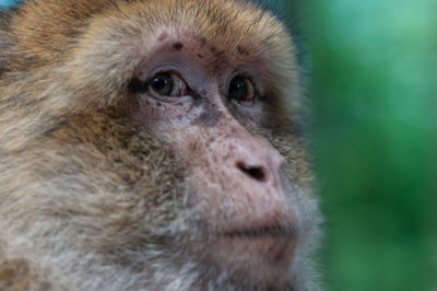 Portrait of a monkey