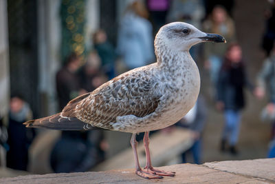 Close-up of seagull perching