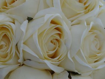 Close-up of white rose