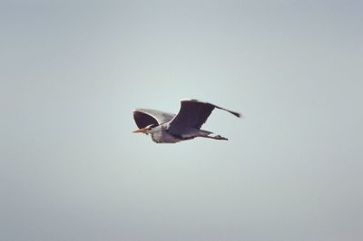 Low angle view of bird flying against clear sky