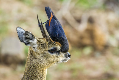 Close-up of bird