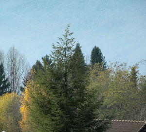 Trees in forest against sky