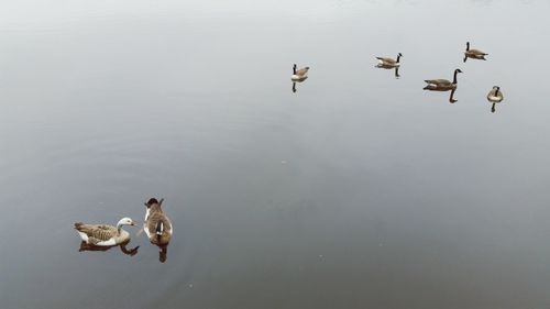 Swans swimming in lake