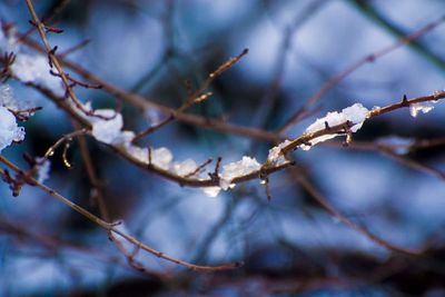 Close-up of snow on twig