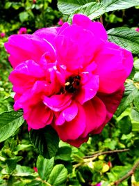 Close-up of bee on pink flower