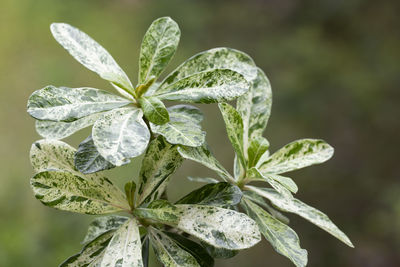 Close-up of fresh green leaves