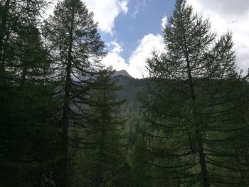 Low angle view of trees in forest