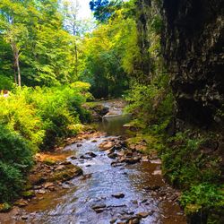 River flowing through forest