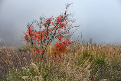 Plant on field against sky