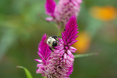 Close-up of bee on purple flower