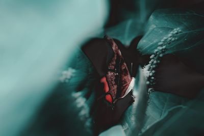 Close-up of butterfly pollinating on flower