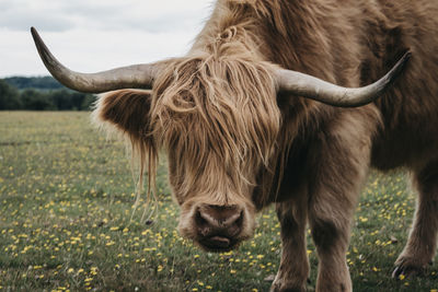 Close up of the highland cattle in the new forest park in dorset,uk, looking at the camera.