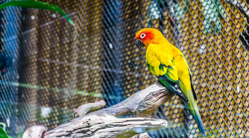 Close-up of parrot perching on cage