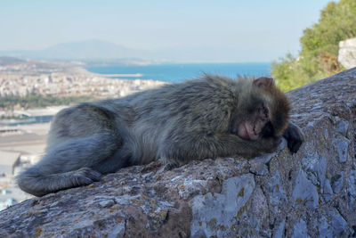 View of monkey resting on rock against sky