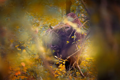 European bison in beautiful autumn colors