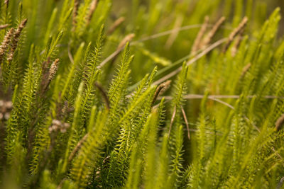 Full frame shot of fresh green plant