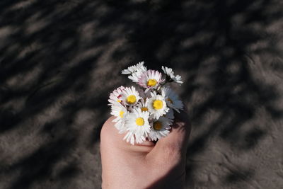 Cropped hand holding flowers