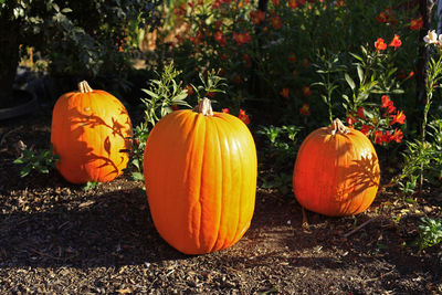 Close-up of pumpkins on field during autumn