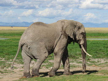 Elephant grazing on field against sky