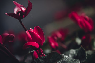 Close-up of pink flowers blooming outdoors