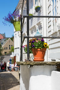 Close-up of potted plant against building