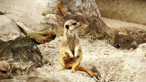 Meerkat sitting on rock