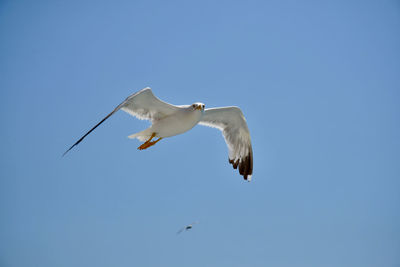 Low angle view of seagull flying