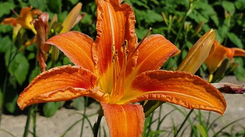 Close-up of orange day lily on plant