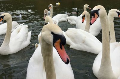 Mute swans on a lake