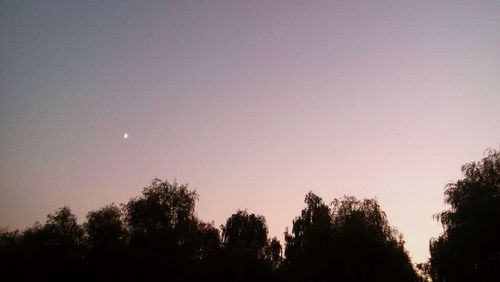 Low angle view of silhouette trees against clear sky