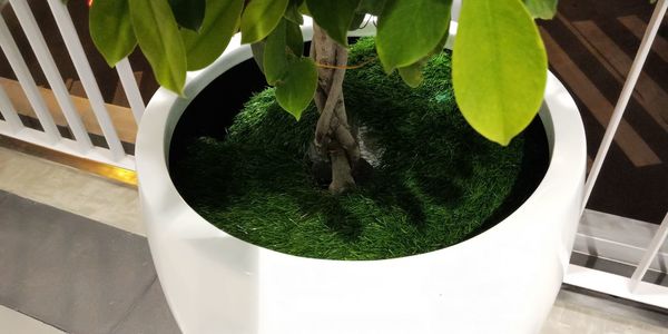 High angle view of potted plant on table