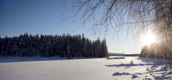 Trees on snow covered field against sky