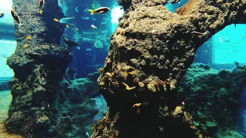 Close-up of turtle in sea