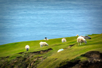 Sheep in a sea