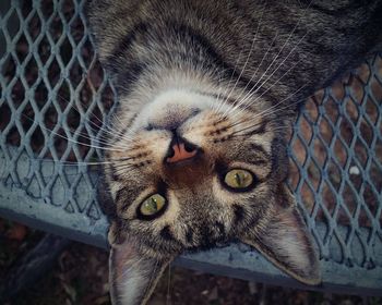 Close-up portrait of cat