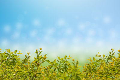 Yellow plants against sky