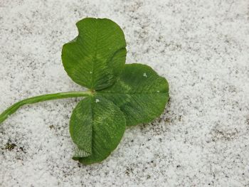 Close-up of green leaves