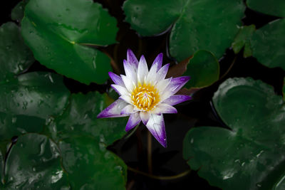 Close-up of lotus water lily in lake