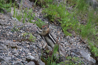High angle view of squirrel on rock