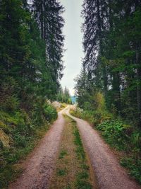 Dirt road along trees in forest