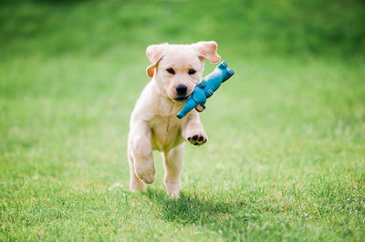 Dog running on field