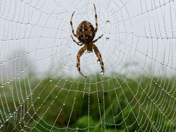 Close-up of spider on web