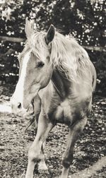 Close-up of horse standing on field