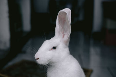 Close-up of white cat