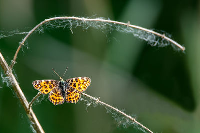 Close-up of butterfly on leaf