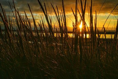 Scenic view of landscape at sunset