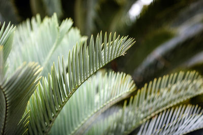 Close-up of fresh green leaves