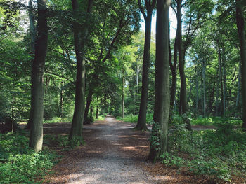 View of trees in the forest