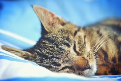 Close-up of cat resting